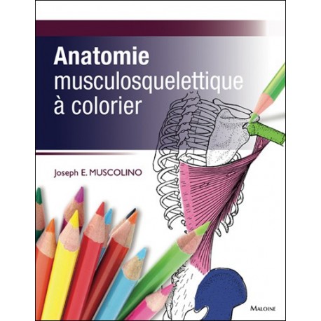 Anatomie musculosquelettique à colorier